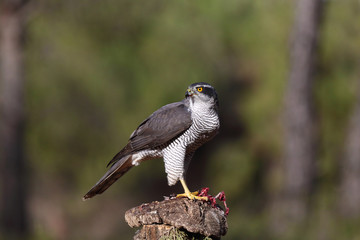 Eurasian Goshawk