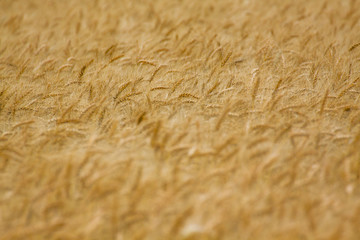 Wheat field background