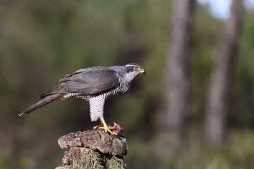Eurasian Goshawk