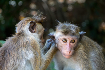 Ceylon-Hutaffe entlausen sich gegenseitig, Macaca sinica 