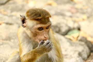 Obraz premium Ceylon-Hutaffe beim Essen, Macaca sinica 