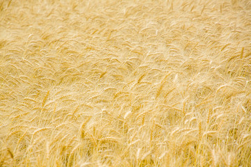 Wheat field background