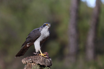Eurasian Goshawk