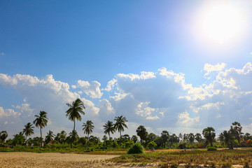 Palmen und blauer Himmel am Strand