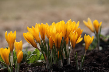 Желтые крокусы первые взошли в саду весной к празднику Пасха.