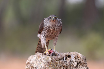 Eurasian Goshawk