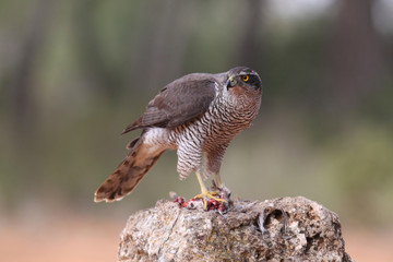 Eurasian Goshawk