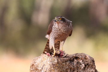 Eurasian Goshawk
