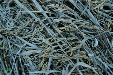 old rice