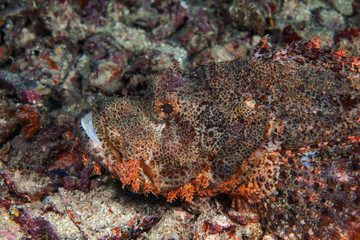 Stone fish close-up. Sipadan island. Celebes sea. Malaysia