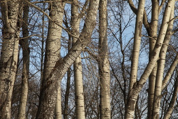 Стволы деревьев тополей в весенний солнечный день на фоне голубого неба. © Nadzeya Pakhomava