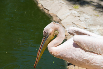 Pelican at Hay Park in Kiryat Motzkin