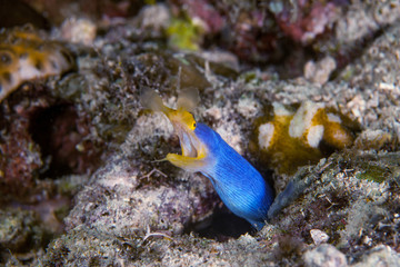 Fototapeta na wymiar Sea eel close-up. Sipadan island. Celebes sea. Malaysia.