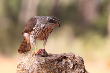 Eurasian Goshawk