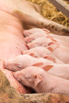 Newborn piglets suckling the sow's milk