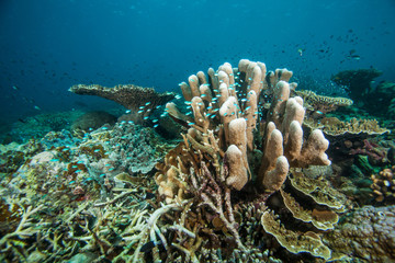 Underwater landscape. Sipadan island. Celebes sea. Malaysia.