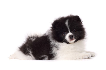 Obraz premium Spitz puppy