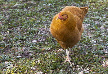 chicken takeing a stroll