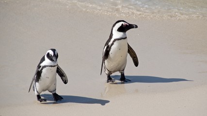 Fototapeta premium African penguins walking on Boulders Beach at Cape Peninsula in South Africa