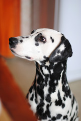 Dalmatian dog on a background of bright kitchen next to the table. Portrait