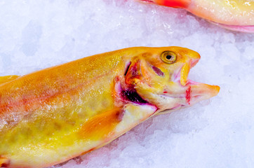 frozen trout