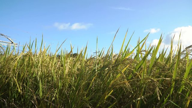 Rice plant in paddy field. Rice field with yellowish green grass, blue sky, cloud, cloudy landscape. Terrace rice field. 4K video, Philippines.