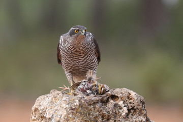 Eurasian Goshawk