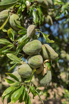 Branch of unripe almonds with their peel, 2 months before being ready for harvest