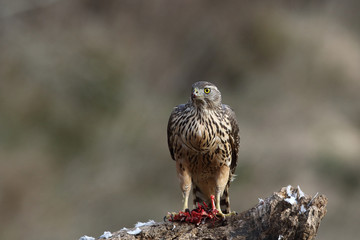 Eurasian Goshawk