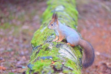 Cute squirrel standing on a log. Gray winter fur.