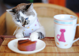White blue-eyed cat in the clothes eating cake and drinking coffee. He sits at the table and eat...