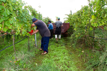 cutting the grapes during the harvesting time