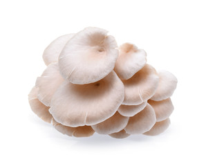 oyster mushroom on white background