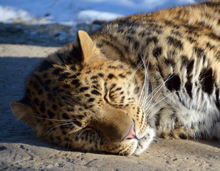 The Amur leopard is a leopard subspecies native to the Primorye region of southeastern Russia and the Jilin Province of northeast China. It is listed as Critically Endangered on the IUCN Red List.  