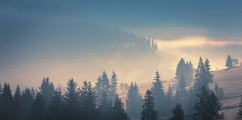 Afwasbaar Fotobehang Mistig bos Mistige bergen bij zonsopgang. Panoramisch landschap van de Karpaten, bedekt met sparrenbos. Oekraïne.
