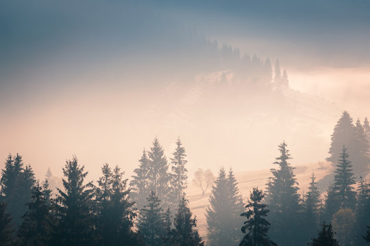 Fototapeta Wide panorama of foggy mountain range in sunrise beams. Morning sun rays through the fog over mountain slopes, covered with spruce forest..
