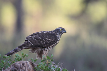 Eurasian Goshawk
