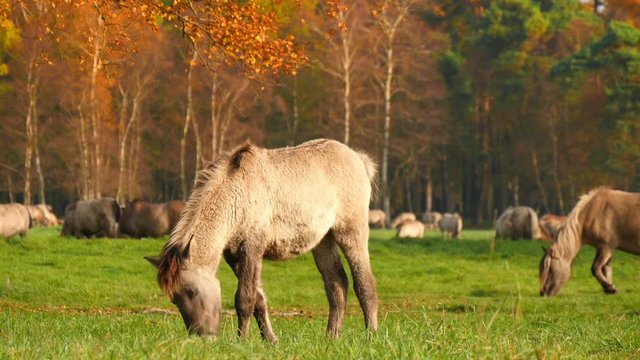 A young wild horse in Duelmen, Germany grazing in autumn 4k 11745
