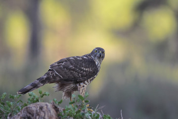 Eurasian Goshawk