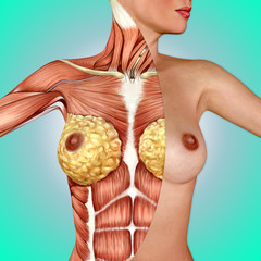 3d anatomy of the female breast