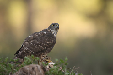 Eurasian Goshawk