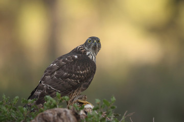 Eurasian Goshawk