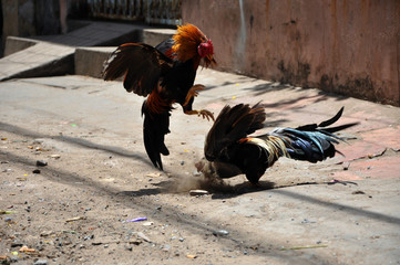 Cock fighting in Vietnam