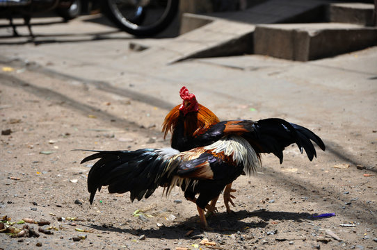 Cock fighting in Vietnam