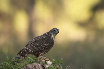 Eurasian Goshawk