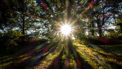 Obraz premium Sonne in den Bäumen