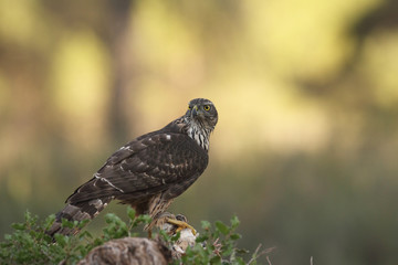 Eurasian Goshawk