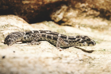 Gecko