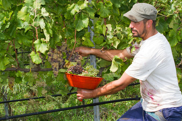 cutting the grapes during the harvesting time