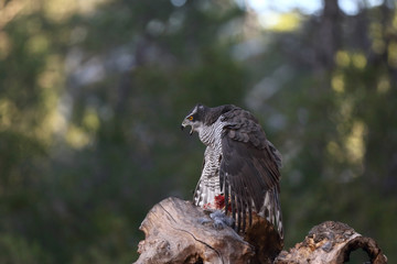 Eurasian Goshawk
